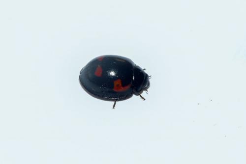 Exochomus quadripustulatus